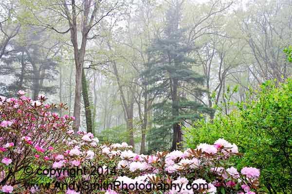 Jenkins on a Misty Morning in May